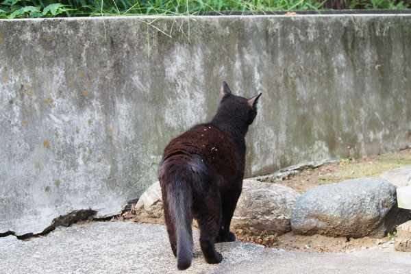 アカシ　カリカリみっけ