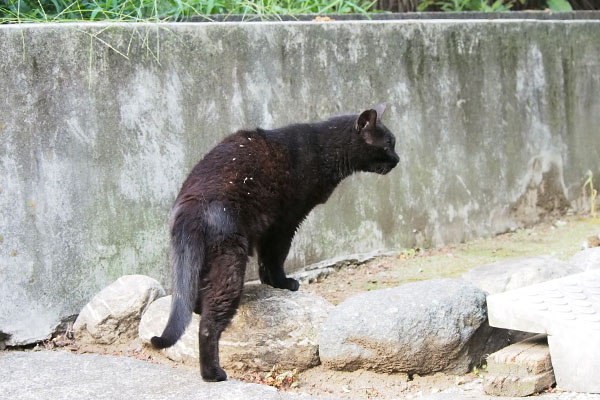 アカシ　周りをみながら