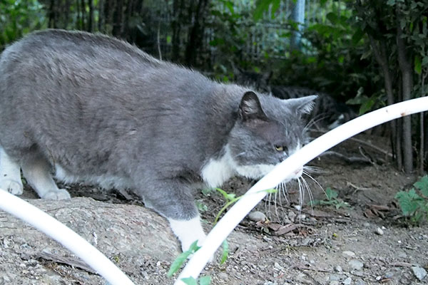 オットが動いた