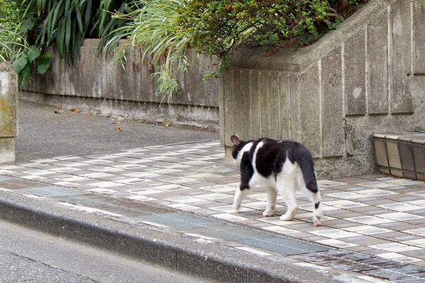 ニコル　ここにはよく来る