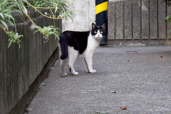 ニコル　一度だけ確認の為振り返る