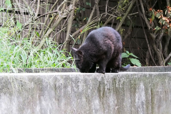 アカシ　食べてる