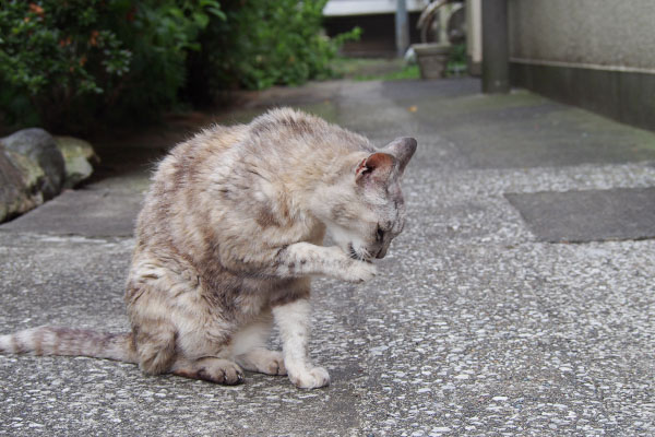 銀　顔を洗う右手