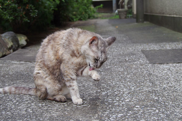 銀　顔を洗う左手