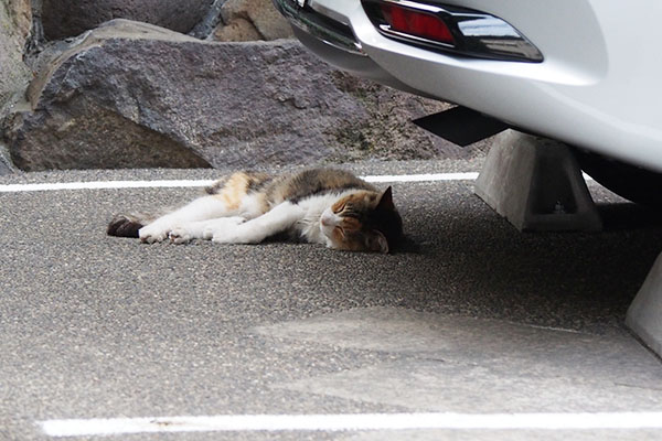 オトワ　隣りマンション駐車場　熟睡