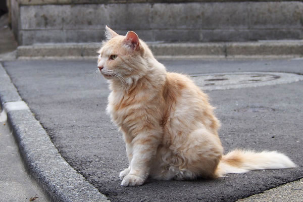 ナリコマ君　右横から