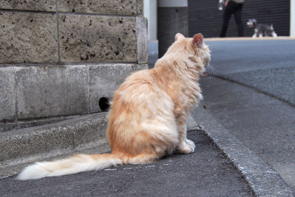 ナリコマ君　左から　遠くにワンコ