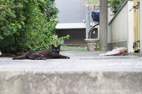 寛ぐ銀とアカシ