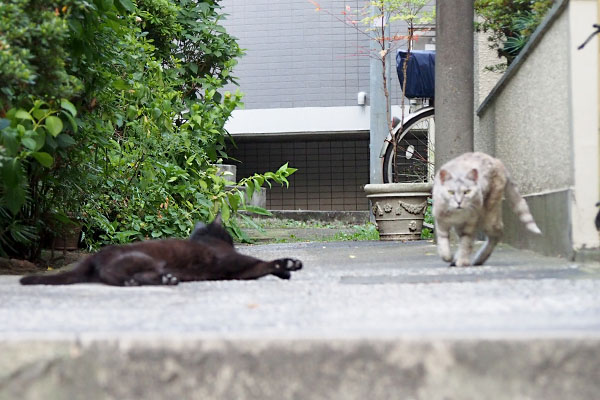 銀こちらに気がつきやってくる