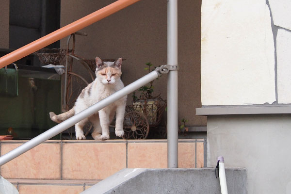 みけ姉さま　遊びに来たニャ