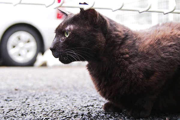 ミトン　何か言ってる