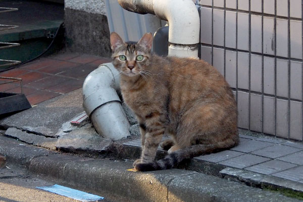 ヴェル　確認中