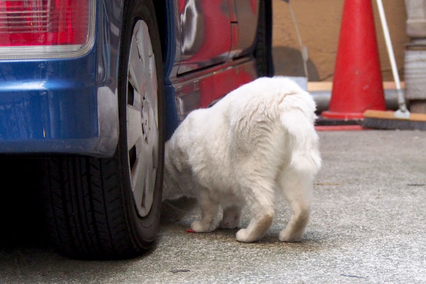 アクア　車の下へ