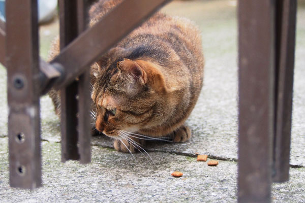 あきちゃん　食べる