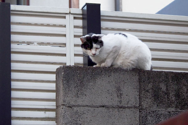 坊　ちびにゃんを見る