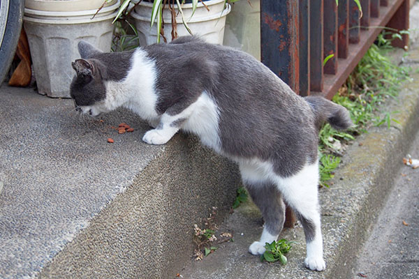 ちびにゃん　立ったまま食べる