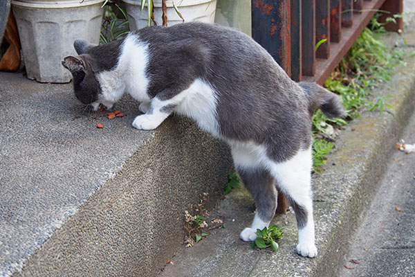 ちびにゃん　立ったまま食べる２