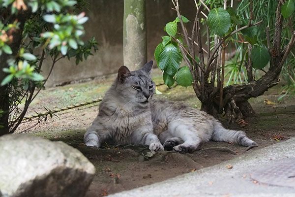 銀　少しぐったり