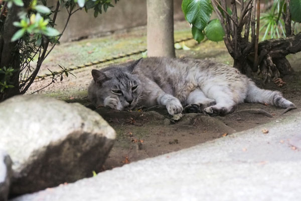 銀　頭をおろす