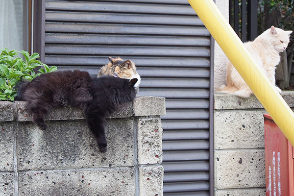 ハリマとオトワと右にナリコ