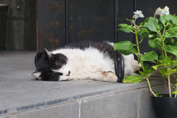 カル　一枚目