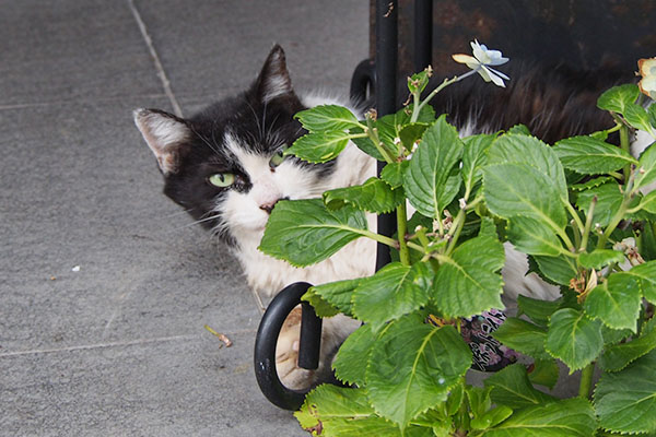 カル　目を大きく開く