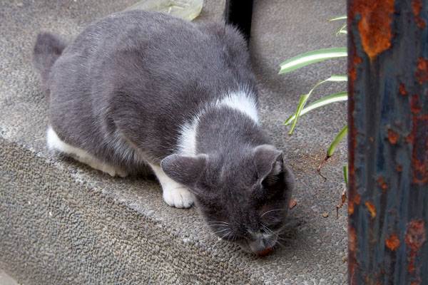 ちびにゃん　食べてる