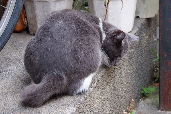 ちびにゃん　背中１