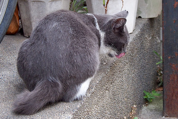 ちびにゃん　背中と舌ぺろ