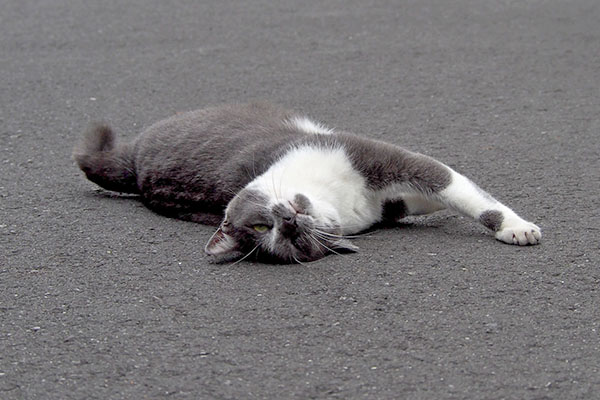 ちびにゃん　地面に頭くっつけて