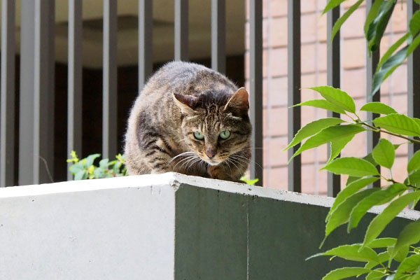 リュウリュウはオヤツ待ち