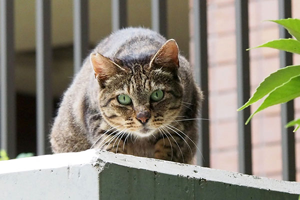 リュウリュウ　はよ出せ