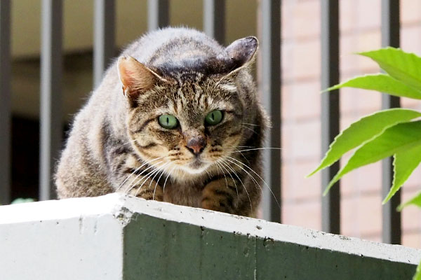 リュウリュウ　コダを気にする耳