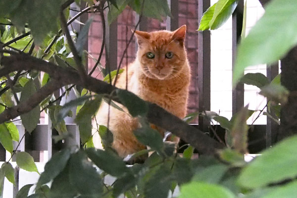 コダ　正面から