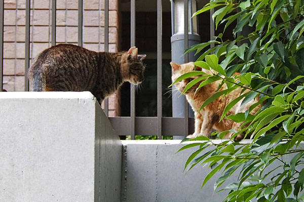 歩みよるリュウリュウと怪訝な目のコダ