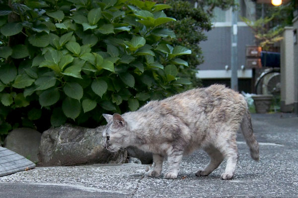 銀　虫でもいたのか