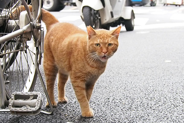 カブ　オヤツおくれにゃ