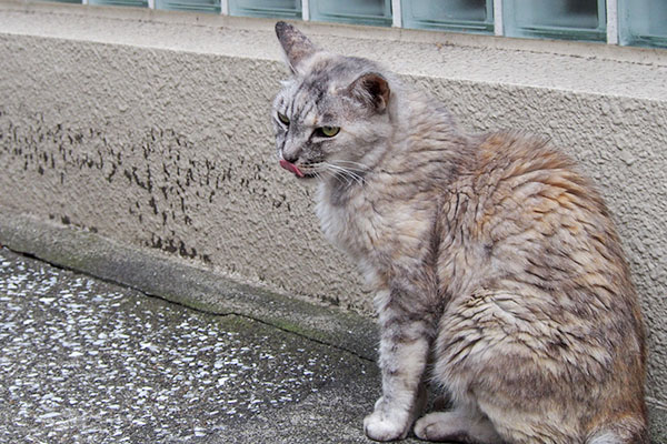 銀　ちょいぺろ