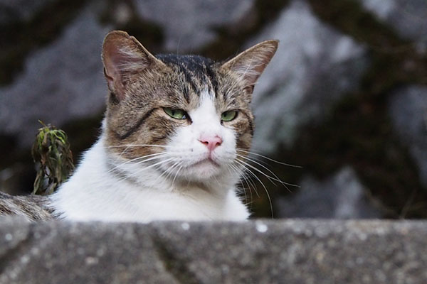 レオ太のお顔　ぶすっとな