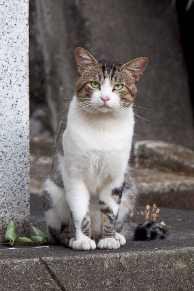 レオ太のお座り写真　縦fav