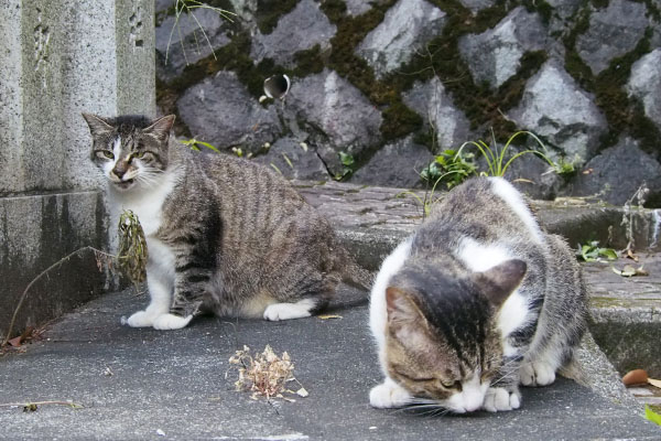 レオ太が食べていると雫がやってきた