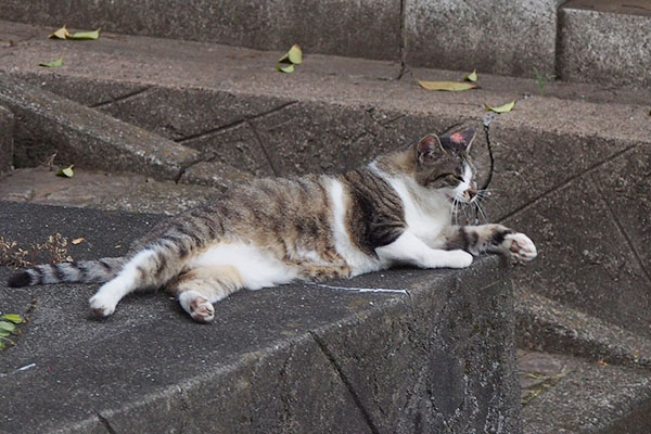 雫の耳が赤い