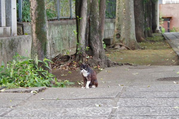 階段下　正面にカラ