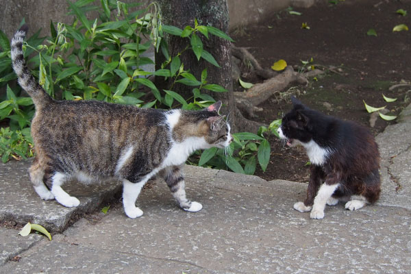 雫とカラ　カラがニャーって