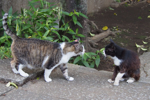 雫とカラ　雫がにゅいーんと首を伸ばす