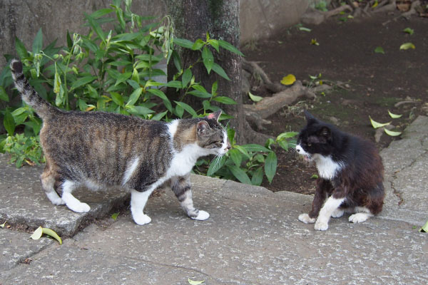 雫とカラ　首をもどす雫