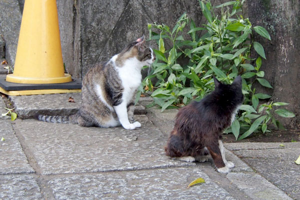 雫とカラ　入口に体向け