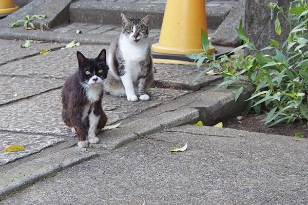 雫とカラ　カメラ目線のツーショ