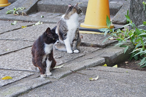 雫とカラ　雫横を向く