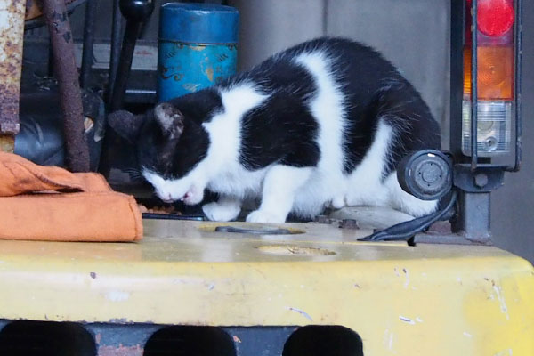 ニコル　カリカリ食べ中